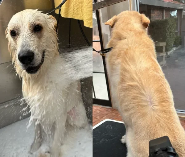 After and before picture of dog grooming in wheelers hill