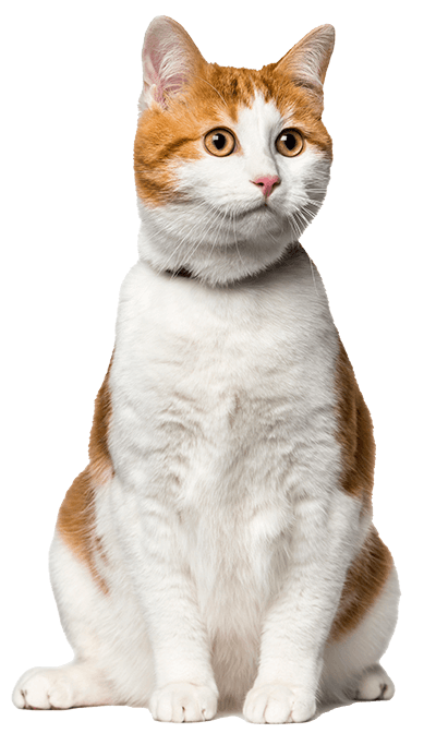 groomed white and yellow cat