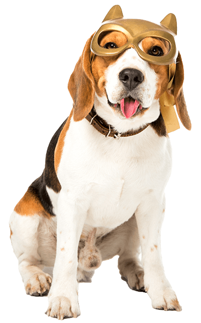 Dog groomed in style